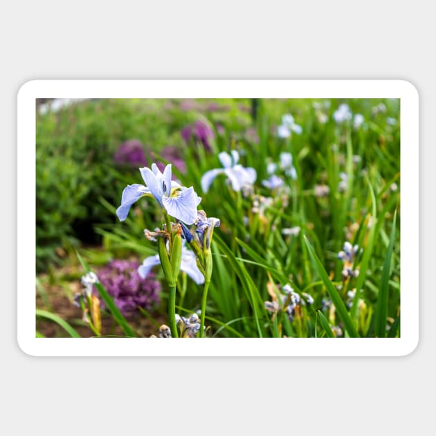 Blue Iris flower in the meadow Sticker by lena-maximova